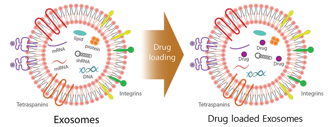 drug delivery
